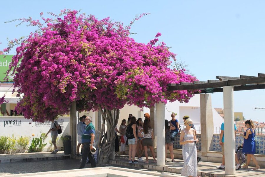 Lisbon: Full-Day Private Walking Sightseeing Tour - Getting Oriented Under Arco da Rua Augusta