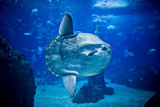 Lisbon Hop-On Hop-Off Bus and Boat Tour with Oceanário Ticket - Key points to know before you board