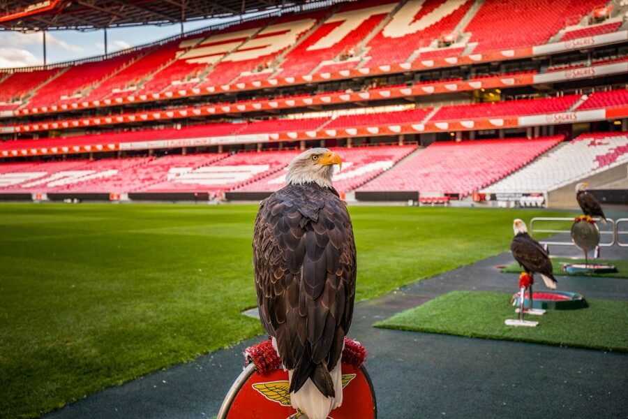 Lisbon: Luz Stadium Tour & SL Benfica Museum Ticket w/Scarf - Eagles Hall, VR tech, and the pitch access tunnel