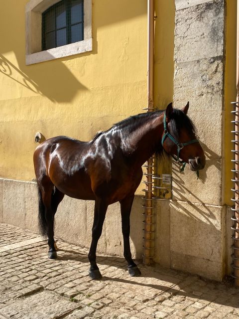Lisbon: Morning of Equestrian Art with Lusitano Horses - What you are really seeing: Lusitano training as living culture