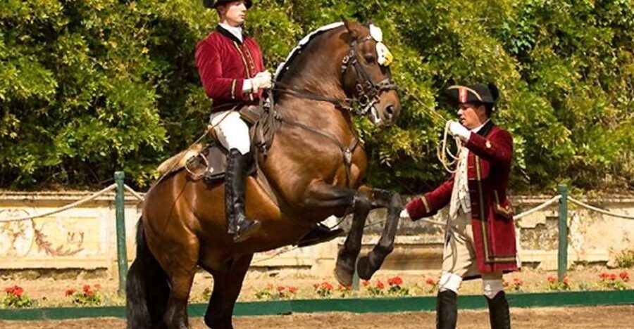 Lisbon: Morning of Equestrian Art with Lusitano Horses - Henrique Calado Riding Ring: the care and handling angle