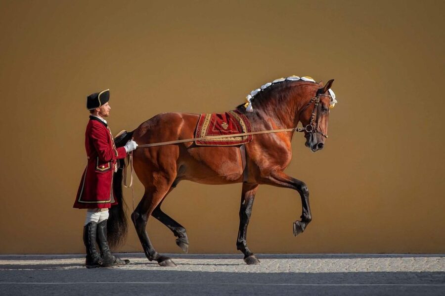 Lisbon: Morning of Equestrian Art with Lusitano Horses - Price and value: what $17 buys in Lisbon terms