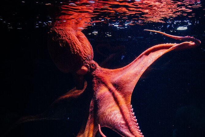 Lisbon Oceanario: Aquarium Entrance Ticket - Timing, Food Breaks, and Getting Around Parque das Nacoes