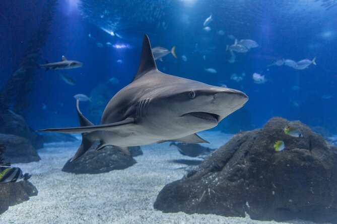 Lisbon Oceanario: Aquarium Entrance Ticket - Ticket Price: Is $30.17 Worth It?