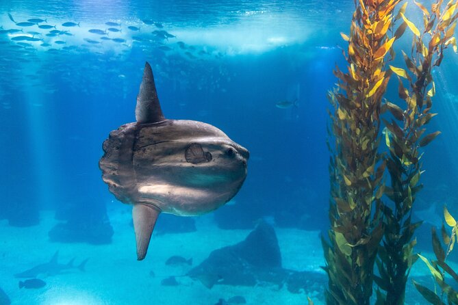 Lisbon Oceanario: Aquarium Entrance Ticket - Should You Book the Lisbon Oceanarium Entrance Ticket?
