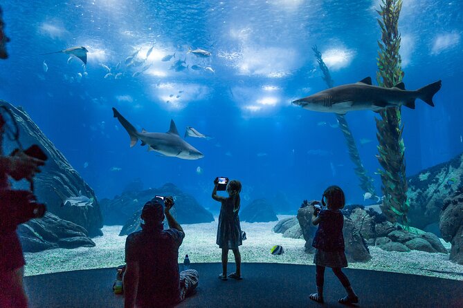 Lisbon Oceanario: Aquarium Entrance Ticket - Two Levels, Four Habitats, and the View You Actually Need