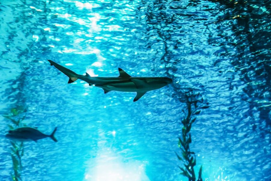 Lisbon: Oceanário de Lisboa Entrance Ticket - Key Highlights You Should Know Before You Go