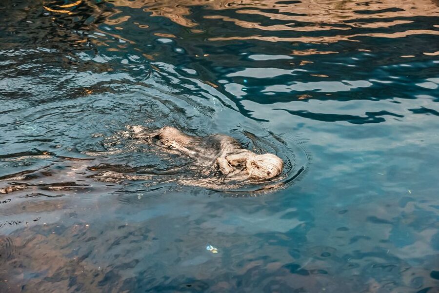 Lisbon: Oceanário de Lisboa Entrance Ticket - Parque das Nações Location and How to Get There Without Stress
