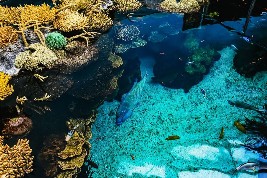 Lisbon: Oceanário de Lisboa Entrance Ticket - Oceanário Layout: Four Sea Regions Plus One Central Tank Feeling
