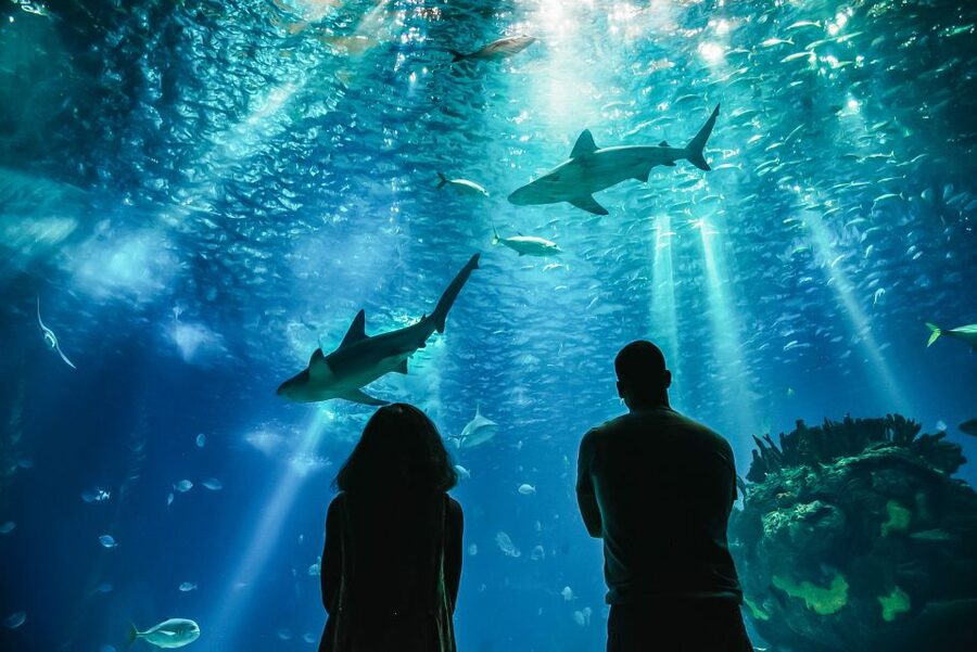 Lisbon: Oceanário de Lisboa Entrance Ticket - Penguin and Puffin Sections: Cute Stops That Don’t Take Over Your Day