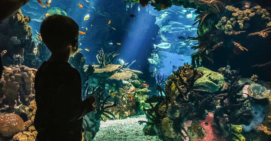 Lisbon: Oceanário de Lisboa Entrance Ticket - Guided Tours: When Extra Cost Really Makes Sense