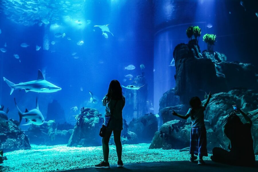Lisbon: Oceanário de Lisboa Entrance Ticket - Ticket Value: What You Get With a $29 Entrance Pass