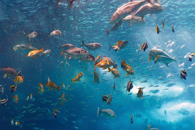 Lisbon Oceanarium and Belém and Modern Lisbon bus Hop On Hop Off Tours 48h - Oceanário de Lisboa: Why This Aquarium Is Worth Your Booking Window