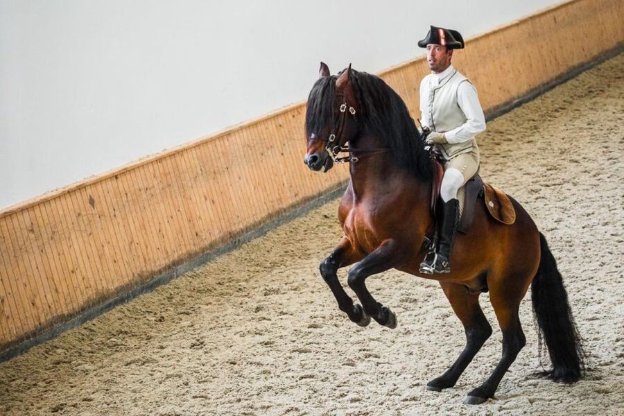 Lisbon: Portuguese Riding School Trainig with Lusitano Horse - Key Highlights You’ll Care About