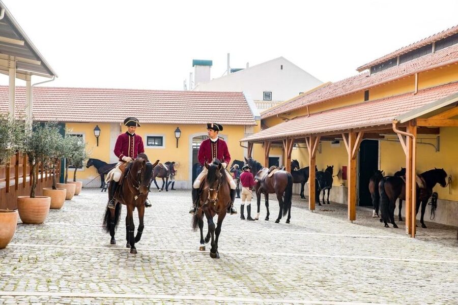 Lisbon: Portuguese Riding School Trainig with Lusitano Horse - The Horse-First Approach: Rhythm, Health, and Physical Needs