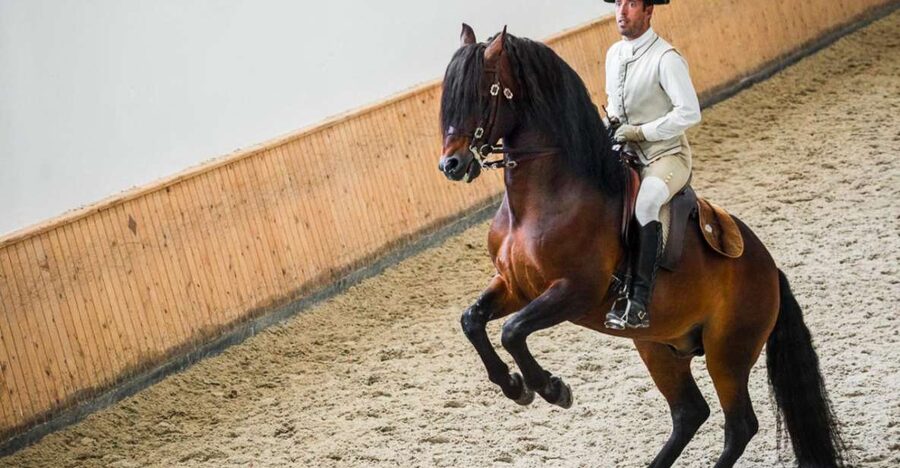Lisbon: Portuguese Riding School Trainig with Lusitano Horse - Period Costumes and the Rhythm of the Rehearsals