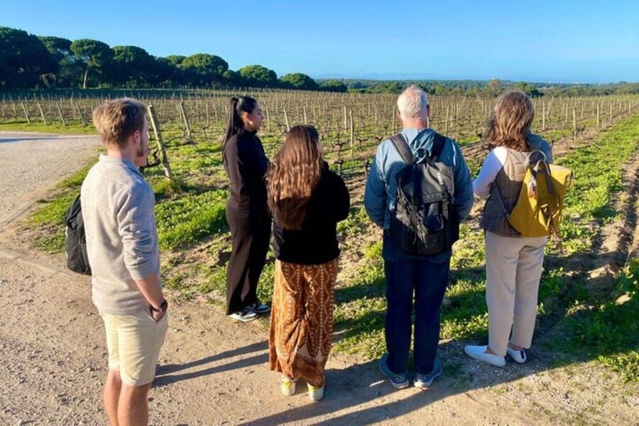 Lisbon: Private All Inclusive Setúbal & Arrábida Wine Tour - Winery visits: how the day handles tastings across 2 to 3 estates