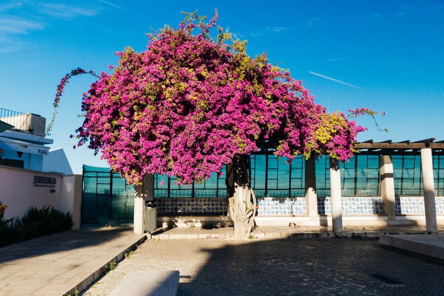 Lisbon: Private Evening Tour with Drinks & Bites in Alfama - Meeting Point at Farmácia da Mouraria: Arrive Easy, Not Early