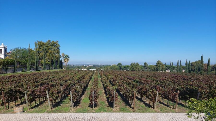 Lisbon: Private Full-Day Wine Tasting Tour in a premium car - First winery in Azeitão: 1.5 hours of guided tasting and winery history