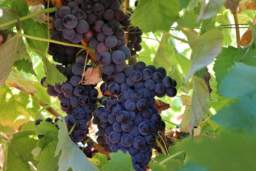 Lisbon Private Setúbal Region Wine Tasting Tour - Price and Logistics: What You Are Actually Paying For