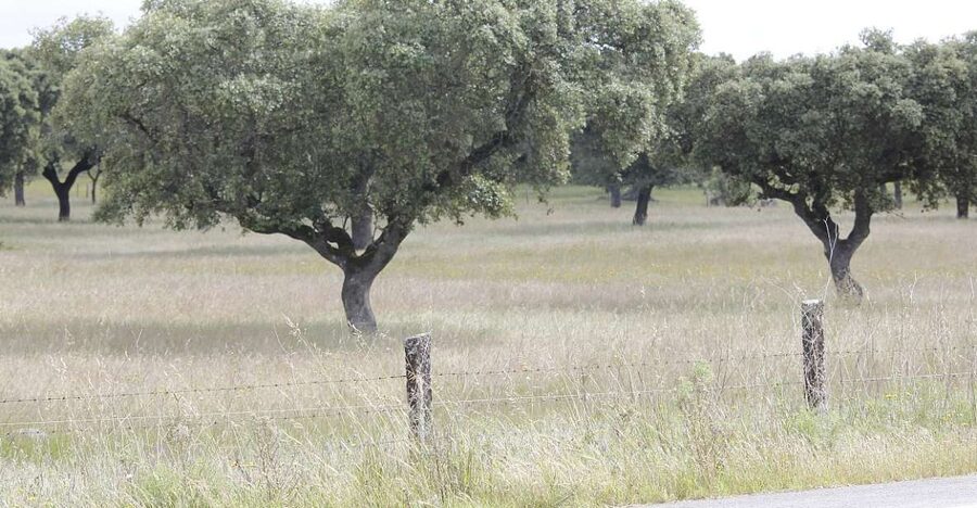 Lisbon: Private Tour to Évora and Cork Factory - The Smart Reason to Choose Évora, Not Just a “Drive and Look”