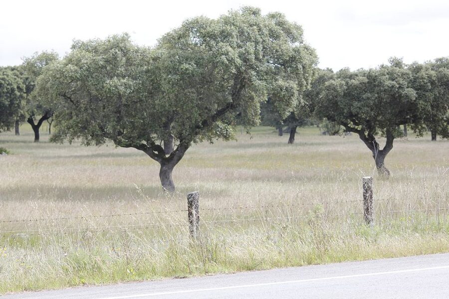 Lisbon: Private Tour to Évora and Cork Factory - How the Day Runs: Private Pickup, Real Comfort, and Practical Stops