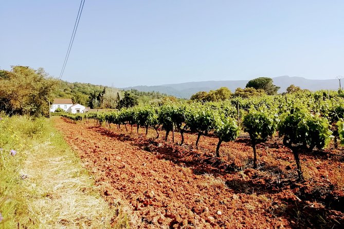 Lisbon´s South Sights & Wine Private Tour - Who this private Lisbon south sights and wine tour suits best
