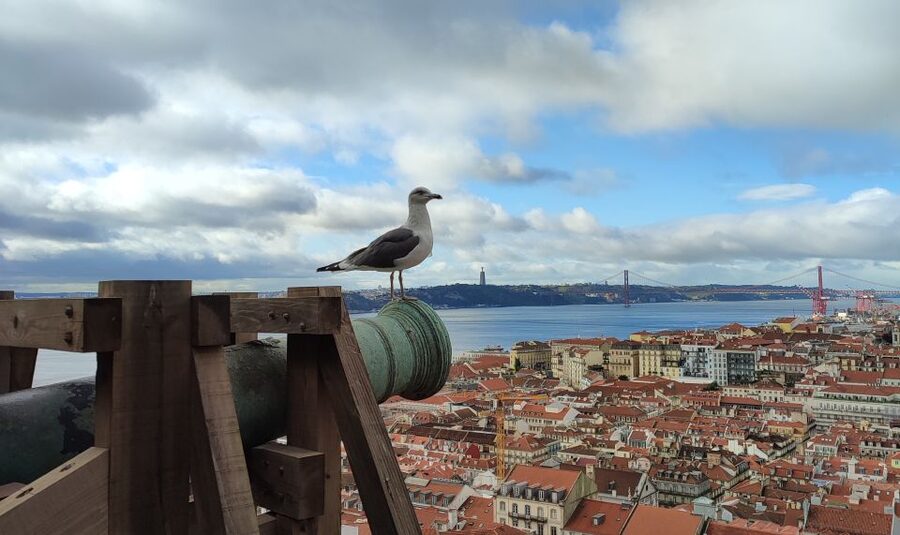 Lisbon: Saint George's Castle Entry Ticket and Guided Visit - A 1.5-hour guided visit: what the flow feels like