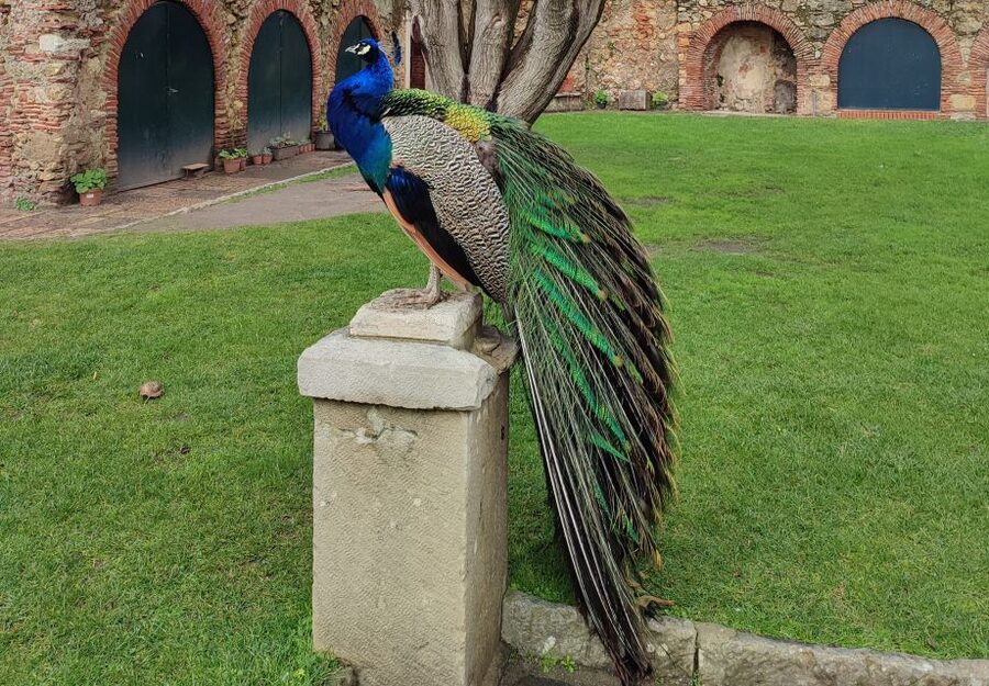 Lisbon: Saint George's Castle Entry Ticket and Guided Visit - The Lisbon and Tagus River panoramas you will actually use for your day