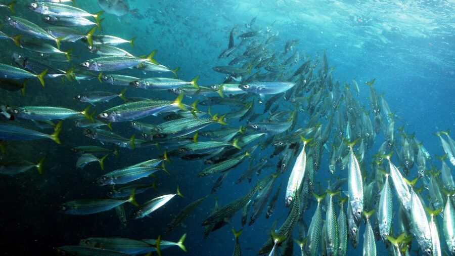 Lisbon: Snorkelling in Sesimbra/Arrábida Natural Park - Why Sesimbra Snorkeling Feels Different Than a Typical Day Trip