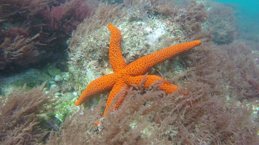 Lisbon: Snorkelling in Sesimbra/Arrábida Natural Park - Guides and Safety: Why It Feels Relaxing Instead of Risky