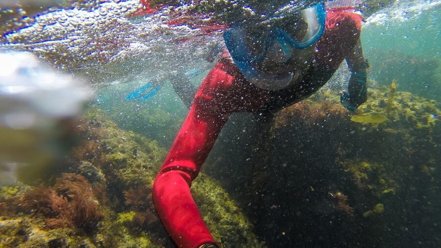 Lisbon: Snorkelling in Sesimbra/Arrábida Natural Park - Price and Value: Is $70 Worth It for a 3-Hour Trip?