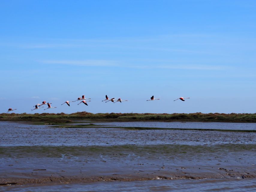 Lisbon: Tagus Estuary Nature Reserve Birdwatching Boat Tour - Key things to know before you go
