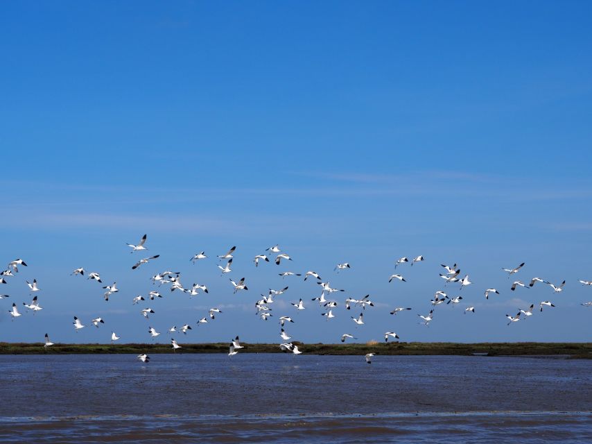 Lisbon: Tagus Estuary Nature Reserve Birdwatching Boat Tour - Mouchao da Povoa and the Vasco da Gama Bridge Pass: Estuary Views plus Lisbon Geometry