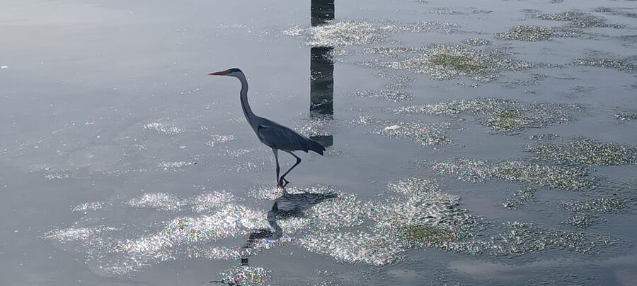 Lisbon: Tagus Estuary Nature Reserve Birdwatching Boat Tour - Price and Value: What $58 Includes, What It Costs You to Bring