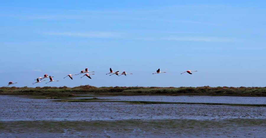 Lisbon: Tagus Estuary Nature Reserve Birdwatching Boat Tour - Meet at Onda Luso-Americana, Then Settle In for a 15-Minute Safety Briefing