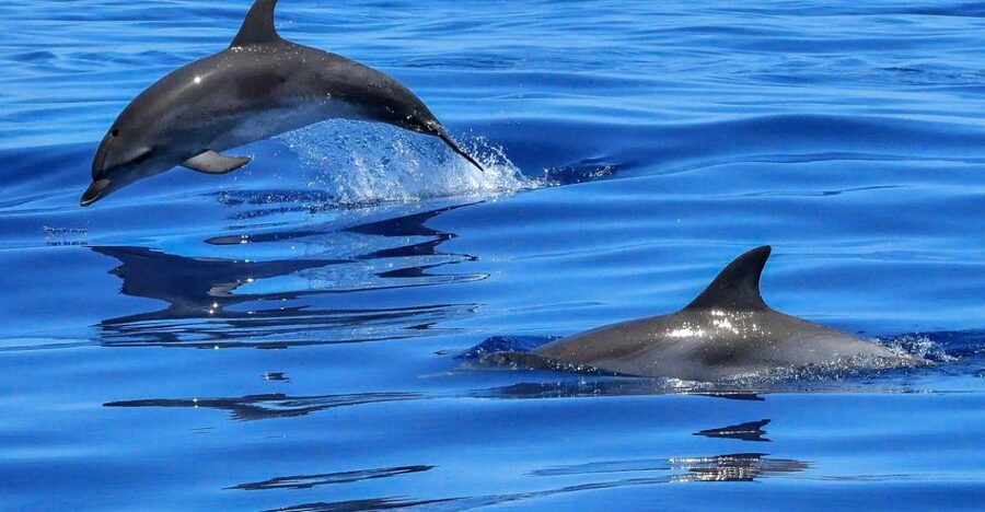 Lisbon: Tagus River Cruise to the Ocean & Dolphin Watching - What this dolphin cruise is really like