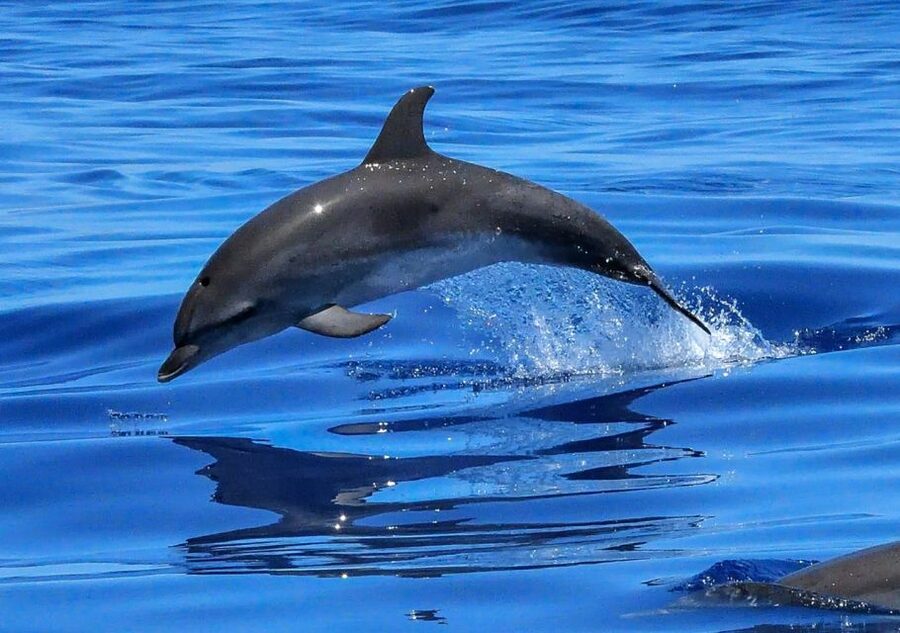 Lisbon: Tagus River Cruise to the Ocean & Dolphin Watching - The guide can make or break the day