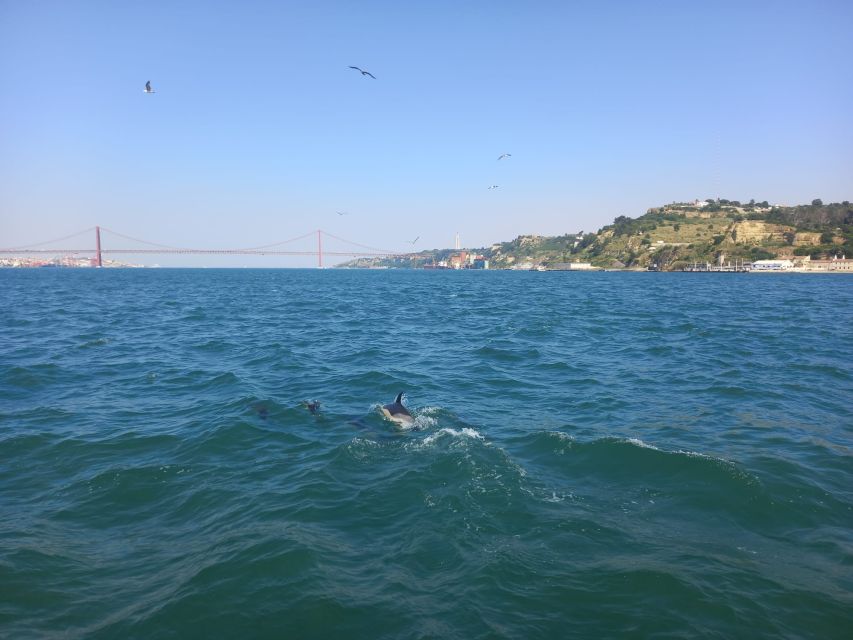 Lisbon: Tagus River Cruise to the Ocean & Dolphin Watching - Price and value: is $38 really a fair deal?