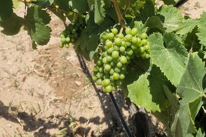 Lisbon Wine Tour: Azeitao, Setubal and Arrabida and Hotel Pickup - Azeitão tastings: how to turn sampling into real learning