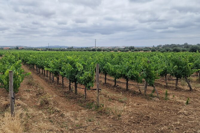 Lisbon Wine Tour: Azeitao, Setubal and Arrabida and Hotel Pickup - Cristo Rei: optional stop for a quick viewpoint