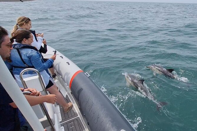 Meet the Lisbon Dolphins - Dolphin Watching in Lisbon - What You May See: Dolphins, Sea Turtles, Seabirds, Plus the Upside