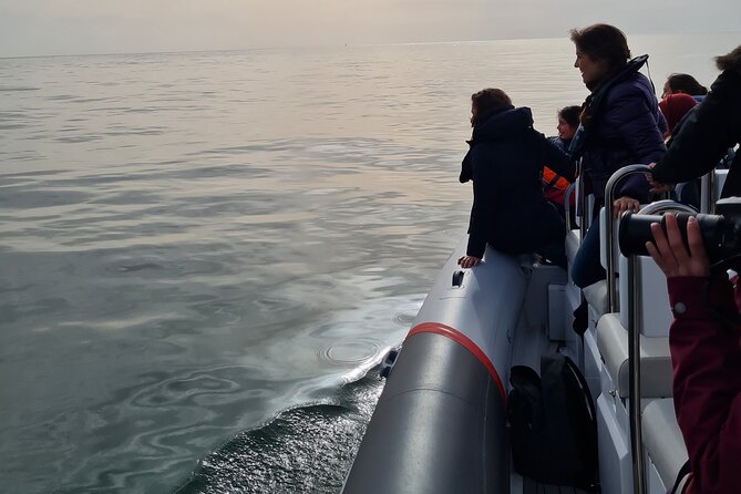 Meet the Lisbon Dolphins - Dolphin Watching in Lisbon - Learning to Observe Dolphins Like a Pro, Not a Tourist