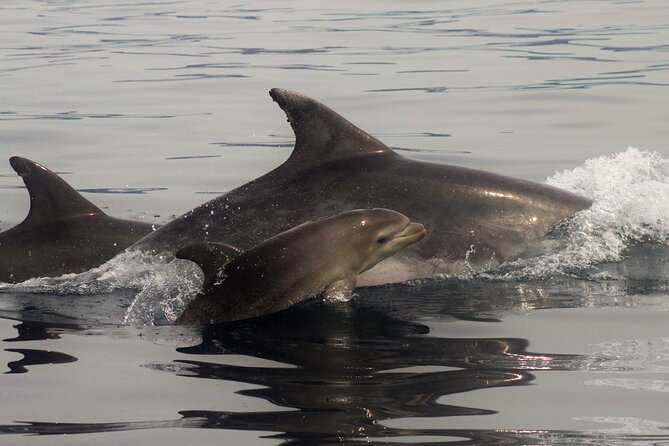 Meet the Lisbon Dolphins - Dolphin Watching in Lisbon - Price and Value: Is $78.61 Worth It for 3 Hours?