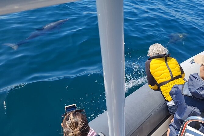 Meet the Lisbon Dolphins - Dolphin Watching in Lisbon - How the Captain Searches for Dolphins (Tagus, Then Ocean, Then Strategy)