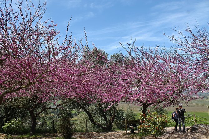 Óbidos historic village and Mafra Palace Private Tour - Price and logistics: when $138.16 per person feels fair