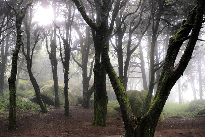Private Evening Walk Inside the Forest: "Sintra Mountains Inbetween Wolves" - The Sintra Mountains portion: 5 km, 4 hours, and real footing