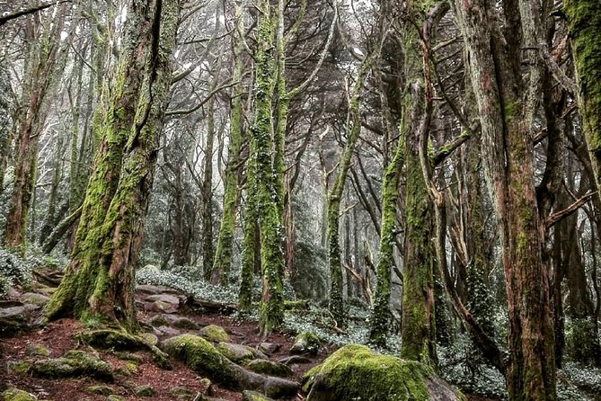 Private Evening Walk Inside the Forest: "Sintra Mountains Inbetween Wolves" - Pickup at Sintra train station, and how the evening builds
