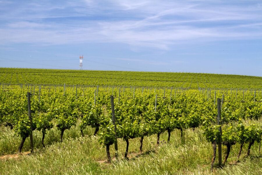 Private Évora World Heritage Tour from Lisbon - Lunch in Évora, and how tastings can fit your day