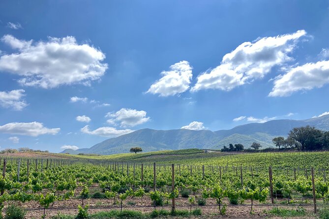 Private Full-Day Wine Tour from Lisbon with Tastings - Quinta do Alcube: Wine Tastings With Sea and Mountain Atmosphere